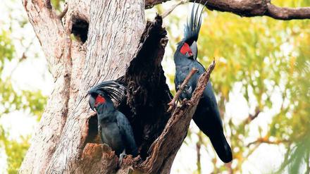 Schlagende Argumente. Bei der Balz greifen Kakadus zum Knüppel, um das Weibchen mit eindrucksvollen Rhythmen zu umwerben. 