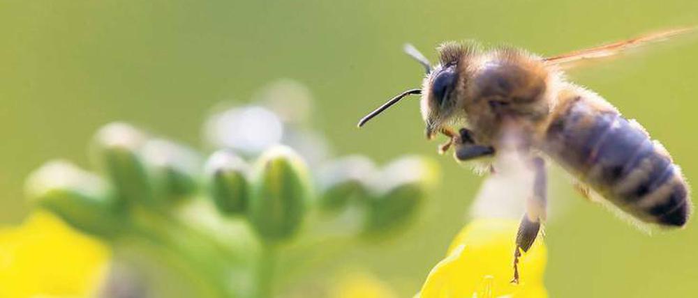 Bienen, Hummeln und andere nützliche Insekten leiden langfristig unter Spritzmitteln. 