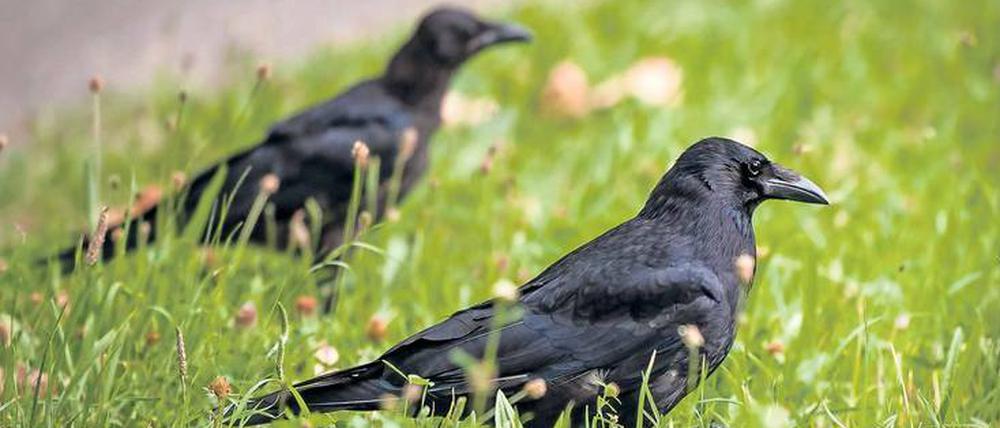 Rabenschlau. Die Experimente mit den Vögeln helfen die Evolution der Intelligenz zu verstehen. 
