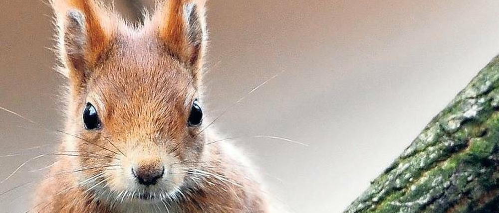 Auf der Suche nach der Ursache für rätselhaft wunde und entzündete Pfoten Berliner Eichhörnchen sind Forscher auf ein bislang unbekanntes Virus gestoßen.