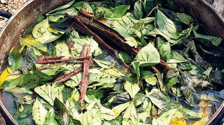 Der Ayahuasca-Trunk wird aus Blättern und Rinde in einem Topf aufgekocht.
