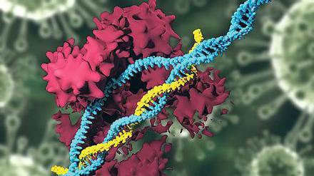 Die Gen-Schere Crispr/Cas9 (rot) kann gezielt die DNA (blau) verändern.