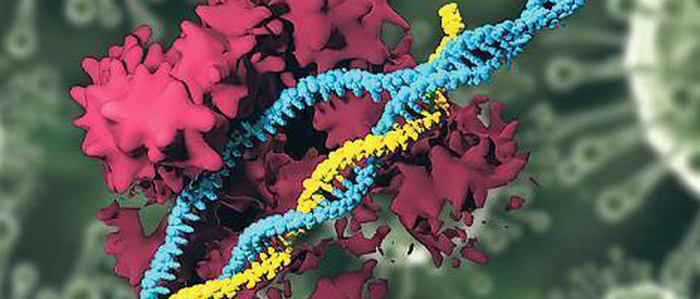 Mit der Gen-Schere Crispr/Cas9 (rot) scheinen auch Eingriffe in die DNA (blau) menschlicher Embryonen oder Keimzellen, und damit in die Keimbahn, möglich. 