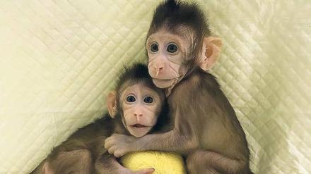 Kleine Pioniere. Die beiden Java-Äffchen werden als lebender Beweis präsentiert, dass es erstmals gelungen sei, Primaten zu klonen. Für den Versuch brauchten die Forscher 127 Eizellen, aus denen 79 Embryonen hervorgingen, die in 21 „Leihmüttern“ ausgetragen wurden. 