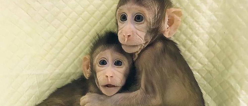 Kleine Pioniere. Die beiden Java-Äffchen werden als lebender Beweis präsentiert, dass es erstmals gelungen sei, Primaten zu klonen. Für den Versuch brauchten die Forscher 127 Eizellen, aus denen 79 Embryonen hervorgingen, die in 21 „Leihmüttern“ ausgetragen wurden. 