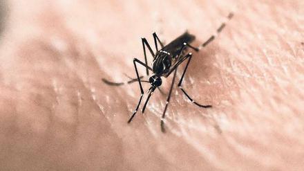 Mückenschule. Forscher lehren Stechmücken, Menschengeruch zu meiden.