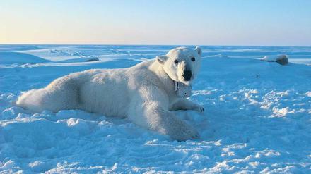 Solange Robben nur an wenigen Eislöchern Luft holen konnten, zahlte sich das Warten für die Eisbären oft genug aus.