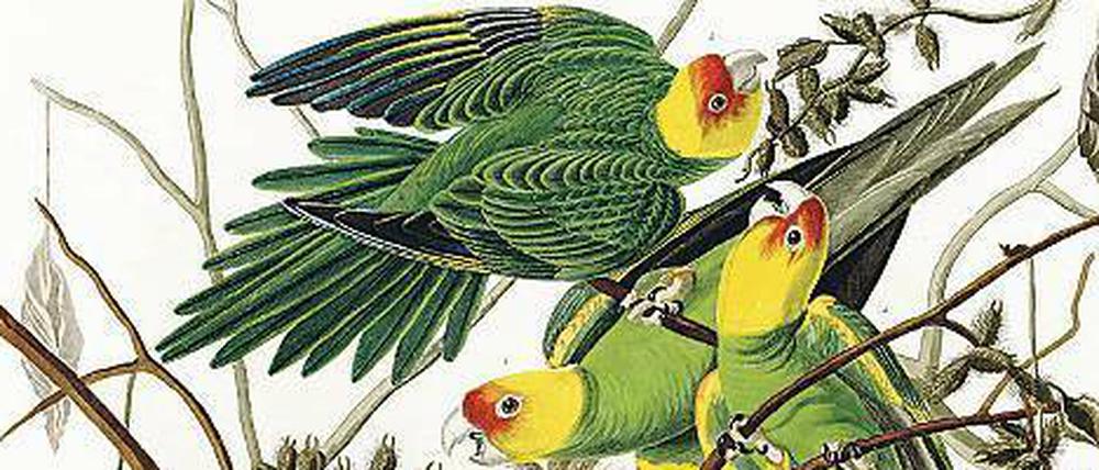 Ausgestorben. Der Naturforscher John James Audubon sah Karolinensittiche noch zu tausenden und zeichnete sie. 