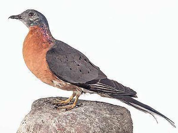 Ausgestopft. Einst waren Wandertauben die häufigsten Vögel, heute existieren sie nur noch ausgestopft in Museen wie dem Berliner Naturkundemuseum. 
