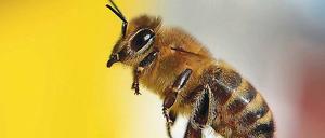 Stichhaltig. Honigbienen (Bild) und Wildbienen-Populationen leiden unter Neonikotinoid-Pestiziden. Ein Enzym hilft ihnen gegen manche dieser Gifte.