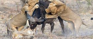 Reißend. Löwinnen jagen oft in Dreiergruppen. Zwei flinke Weibchen hetzen ein Beutetier, ein eher kräftiges greift als erstes zu.