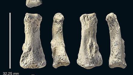 Handlich. Der Mensch brach früh nach Asien auf, zeigen fossile Finger. 