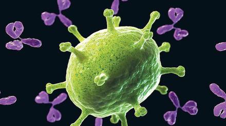 Abfangjäger. Antikörper haben die Form eines Y. Die beiden oberen Enden passen wie ein Schlüssel zum Schloss zu einer Struktur auf Fremdkörpern im Blut, etwa Viren (grün). Aber auch das andere Ende spielt bei der Immunabwehr eine wichtige Rolle.