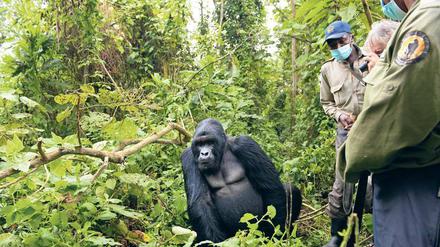 Gefährdet. Von den vier Primaten auf diesem Bild aus dem Virunga-Nationalpark leben drei in ständiger Bedrohung. Denn Wilderer schießen nicht nur auf Gorillas, sondern auch auf die Ranger, die sie beschützen.