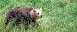 Bären-Marke. Braunbären tragen noch Höhlenbär-DNS in sich. 