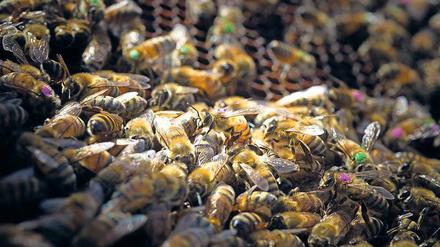 Die Glyphosat-Bienen wurden von Wissenschaftlern mit Farbpunkten markiert, um ihr weiteres Schicksal verfolgen zu können. 