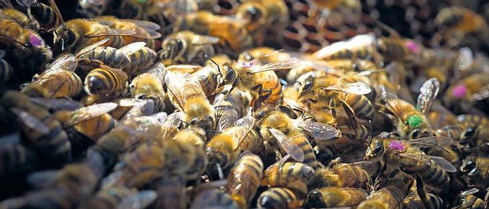 Die Glyphosat-Bienen wurden von Wissenschaftlern mit Farbpunkten markiert, um ihr weiteres Schicksal verfolgen zu können. 