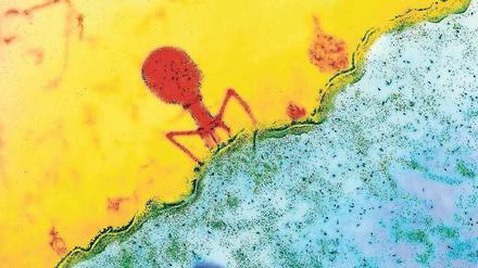 Phagen docken an die Zellmembran an und spritzen dann ihr Erbgut in die Zelle, die dann gezwungen wird, Kopien der Viren zu produzieren. 