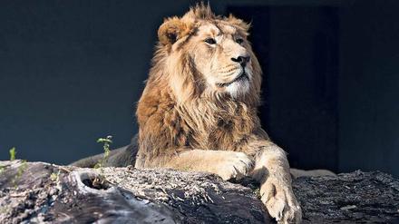 Wohin mit dem Löwenanteil? Mathematik soll helfen, den Artenschutz zu optimieren. 