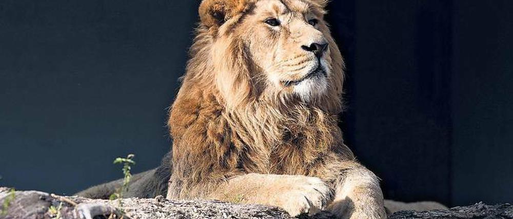Wohin mit dem Löwenanteil? Mathematik soll helfen, den Artenschutz zu optimieren. 