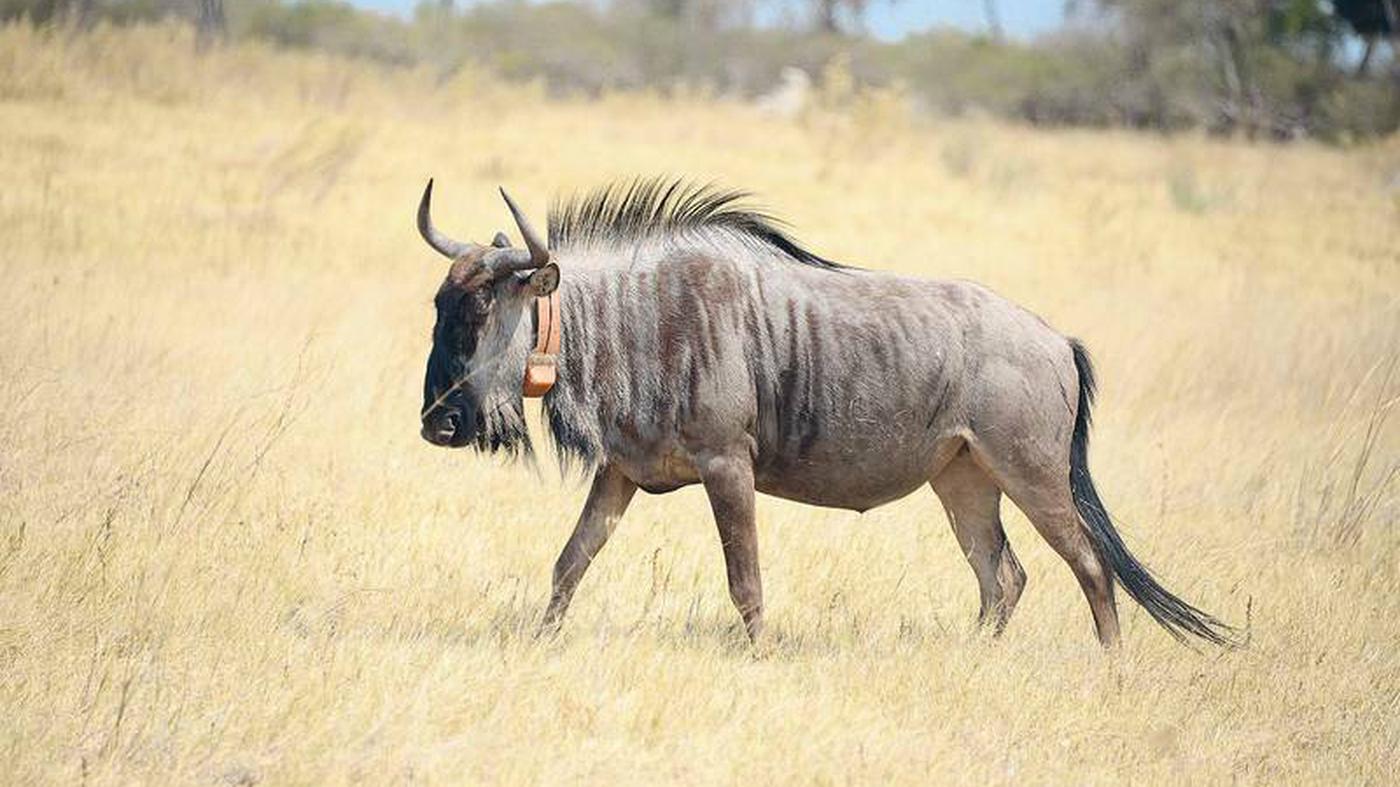 Physiologie Die besonderen Fähigkeiten der Gnus