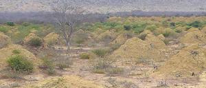 Auf einer Fläche von etwa der Größe Großbritanniens haben Termiten über Jahrtausende rund 200 Millionen meterhohe Hügel geschaffen. 