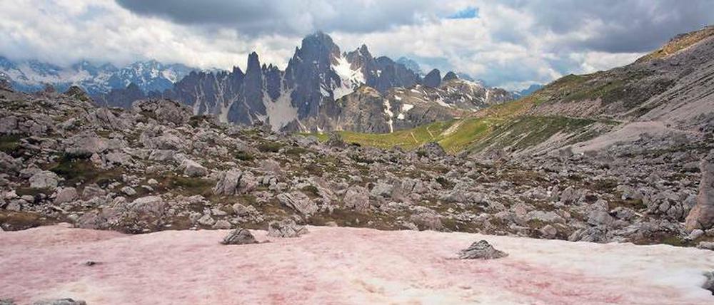 Der rosarote Gletscher. Zur Gattung Chlamydomonas gehören diese gar nicht grün aussehenden Grünalgen in den Dolomiten. Sie gedeihen im Eis, absorbieren Licht und sorgen so dafür, dass die Schmelze schneller einsetzt als bei weißer Oberfläche.
