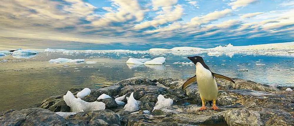 Viel Himmel, wenig Eis. In der Holtedahl-Bucht an der Westküste der Antarktischen Halbinsel hat dieser Adelie-Pinguin keine Ahnung, warum es in seiner Heimat immer wärmer und nasser wird. Aber seinesgleichen geht es insgesamt besser als Pinguinen anderswo.