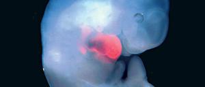 In Mausembryonen haben Forscher bereits Rattenzellen (rot) eingeschleust, die sich dort vermehren und sogar ganze und funktionsfähige Organe wie das Herz bildeten. Mit menschlichen Stammzellen hat das jedoch noch nicht funktioniert. 