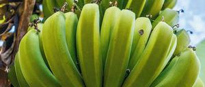 Verpilzt. Die „Cavendish“-Banane ist die einzige Sorte, die dem Fusarium-Pilz „TR1“ Widerstand leisten kann und macht heute das Gros aller exportierten Bananen aus. Gegen die neue Pilzvariante „TR4“ soll nun die Gen-Schere „Crispr“ helfen. Foto: David Ziegler/Getty Images