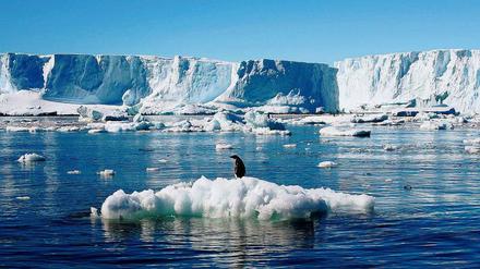 Ein Pinguin steht auf einer wegschmelzenden Eisscholle.