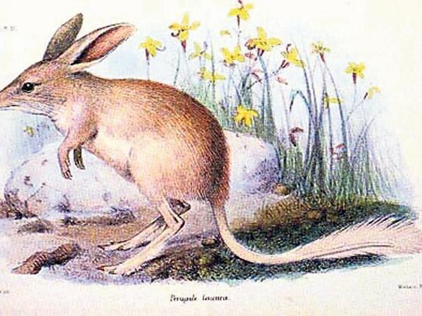 Kleiner Kaninchennasenbeutler, ausgestorben um 1970.