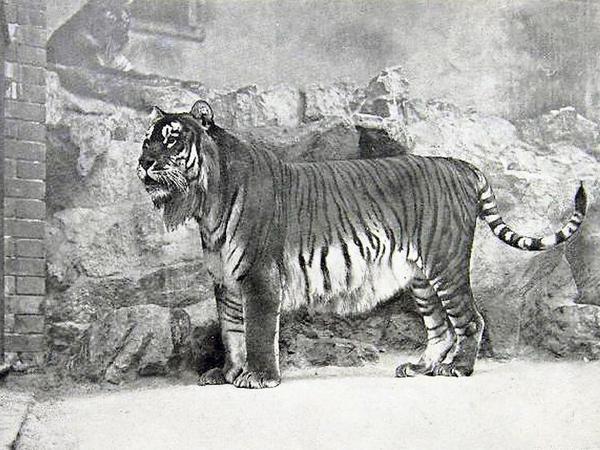 Kaspischer Tiger (Aufnahme aus Zoo), ausgestorben um 1970. 