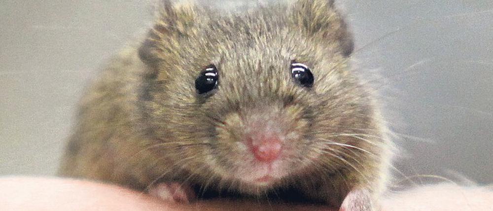 In den Hohlräumen und Zwischenböden des Media Labs und anderer Gebäude des Massachusetts Institute of Technology in Cambridge leben unzählige Mäuse und Ratten. Ihre Anzahl soll nun mit Hilfe von Gentechnik reduziert werden.
