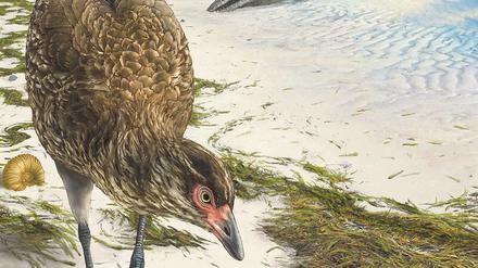 Zeichnung eines rebhuhnartigen Vogels, der am Rand eines tropischen Meeres nach Nahrung sucht.