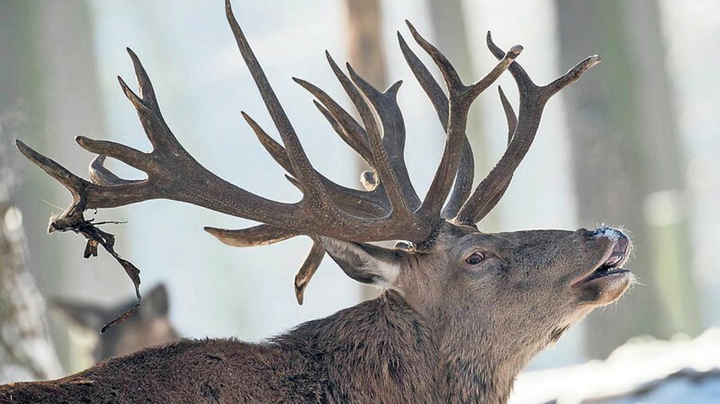 Weibliche Säugetiere bekommen Lebensbonus Gebären, säugen und trotzdem