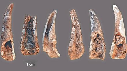 Mahlzeit! Das Bild zeigt Überreste von Taschenkrebsen, die Neandertaler vor rund 100 000 Jahren in der Figueira-Brava-Höhle an der Küste Portugals verspeisten. 