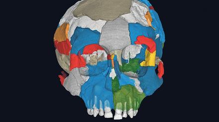 Großes Gehirn und lange Kindheit – die Entwicklung in Richtung Homo sapiens ist schon am Schädel von Australopithecus afarensis zu erkennen.