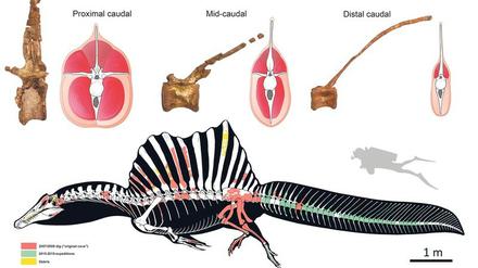 Grafiken und Fotos zum rekonstruierten Spinosaurus.