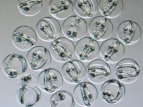 Durchscheinende Fischeier mit Embryonen
