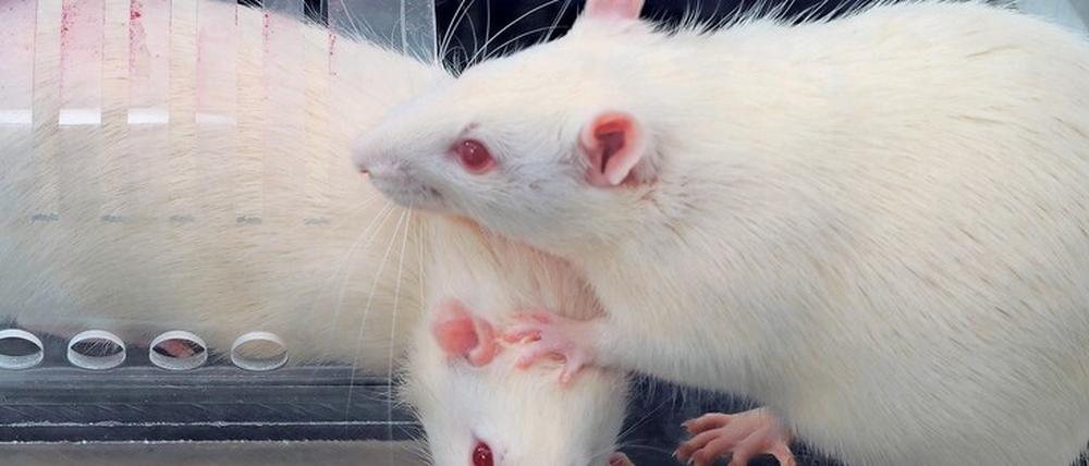 Eine Ratte hilft im Labor einem Artgenossen, der in einer Falle gefangen ist.