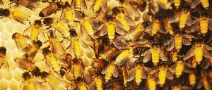 Riesenhonigbienen produzieren mehr als 80 Prozent des indischen Honigs.
