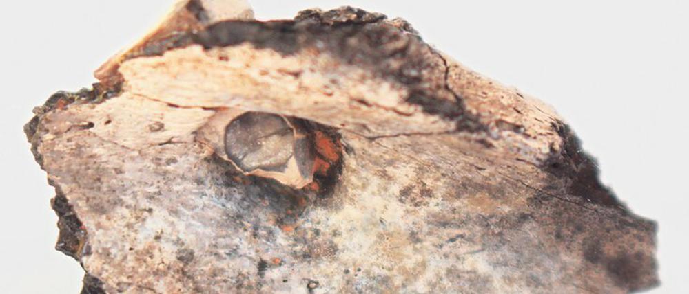 Teil eines Schulterblattknochens. In der Mitte ist ein umwachsenes Stück Feuerstein erkennbar.