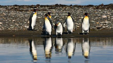 Fünf Königspinguine stehen an einem steinigen Strand und spiegeln sich im ruhigen Wasser