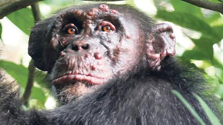 Schimpanse mit Geschwulsten im Gesicht
