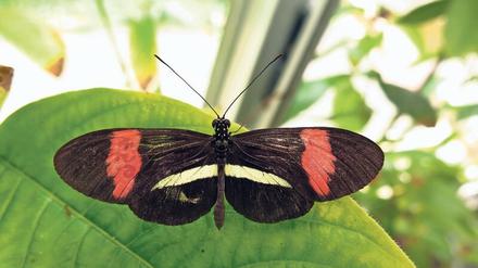 Ein schwarzer Schmetterling mit weiß-roten Akzenten sitzt auf einem Blatt.