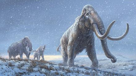 Das Steppenmammut gab es wahrscheinlich schon vor dem Wollhaarmammut.