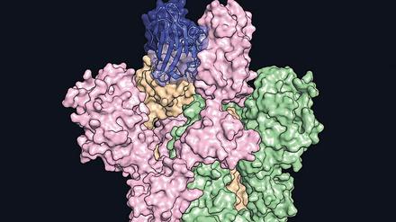 Bindend. Modell eines Antikörpers gegen das Spike-Protein. 