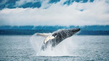 Buckelwale kommunizieren untereinander über ihre sogenannten Gesänge. Sie verstehen aber auch andere Wale.