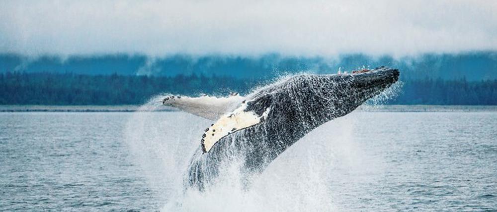 Buckelwale kommunizieren untereinander über ihre sogenannten Gesänge. Sie verstehen aber auch andere Wale.
